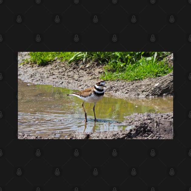 Killdeer Bird With Its Feet In The Water by BackyardBirder