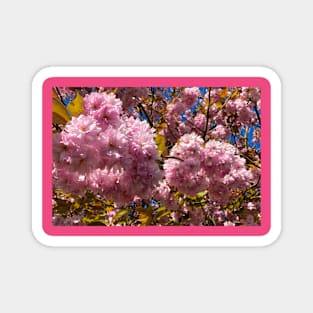 Profuse Sunlit Cherry Blossom Magnet