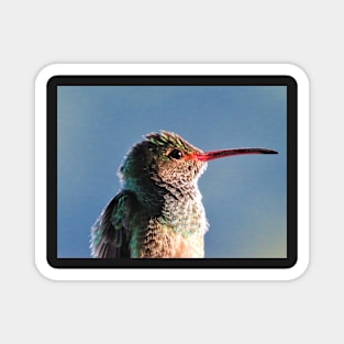 Hummingbird Macro Photo Magnet