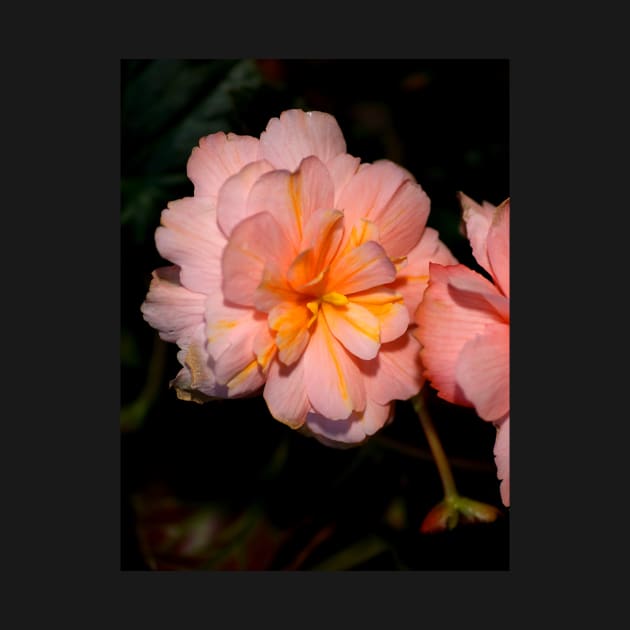 Pink Begonia Flower by Carole-Anne