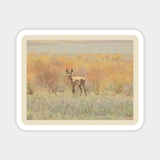 Wildlife gifts, pronghorn, nature, wild animals Magnet