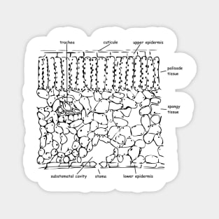 Histological cross-section of the leaf, labeled Magnet