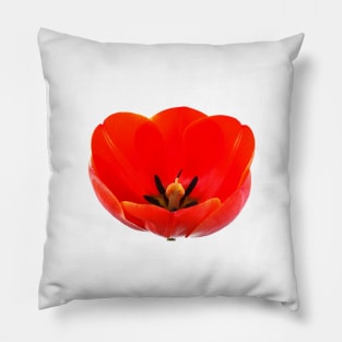Tulipa  'Ad Rem'  Tulip Pillow