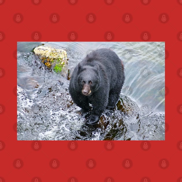 Black Bear in the River by SafariByMarisa