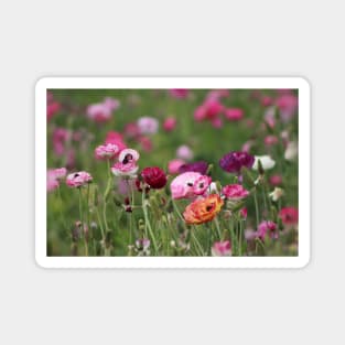 Jelly Bean Colored Ranunculus Magnet