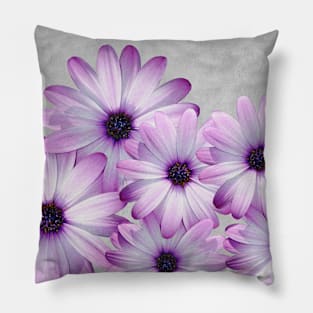 Purple Daisies and Gray Pillow