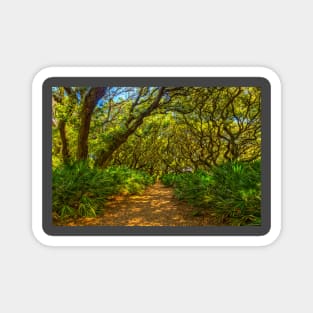 Cumberland Island National Seashore Magnet