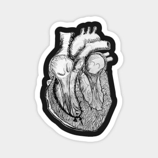 Anatomical Heart Section Pen and Ink Drawing Magnet