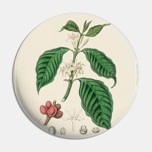 Coffee Bean Antique Botanical Illustration Pin