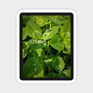 Clover Droplets Magnet