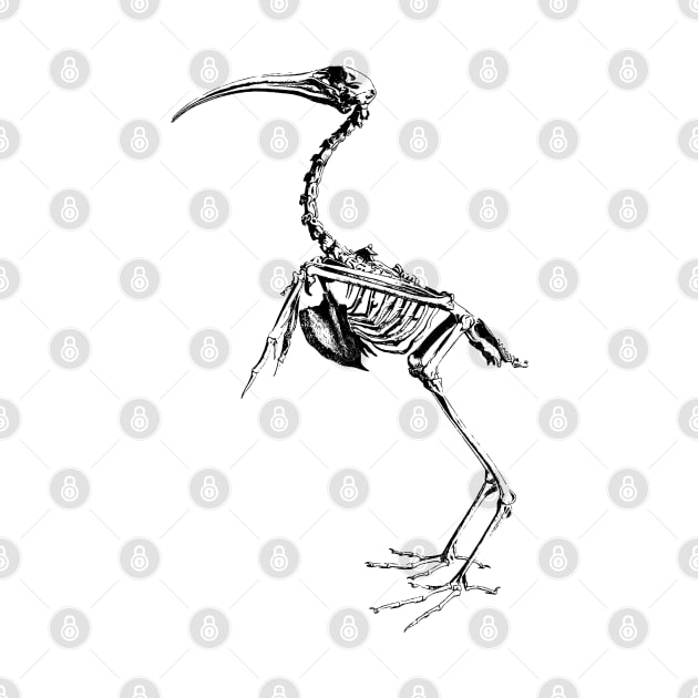 Ibis Skeleton 1812 by cavalaxis