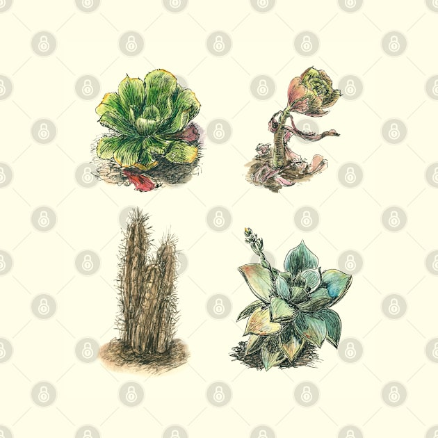 Succulents Cactus Home Garden Collection by VeraAlmeida