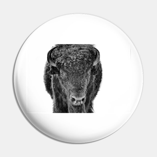 Bison Black And White photograph Pin by art64