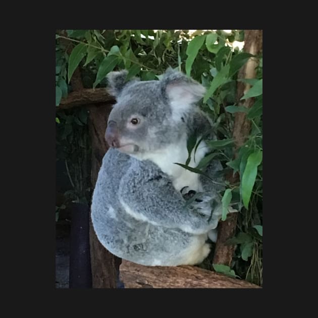 Australian Koala by AariciaH