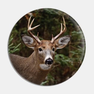 White-tailed deer Pin