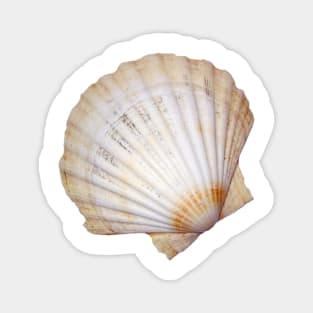 Fan seashell Magnet