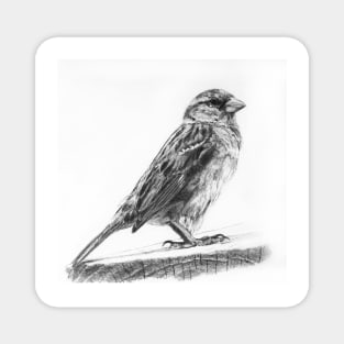 English Sparrow - Bird Watching - Ornithology Magnet