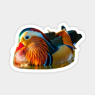 Mandarin magnificence Magnet