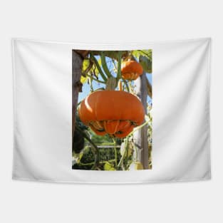 Turban Squash Tapestry