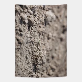 Dried Dirt Rubble Surface With Green Grass Stem Tapestry