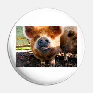 New Zealand Kunekune Pig Pin