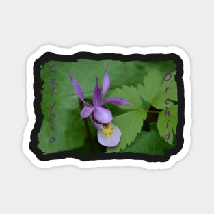 Calypso Orchid Magnet