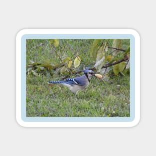 Blue jay, wildlife photography, wild birds Magnet