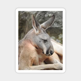 Red Kangaroo Magnet