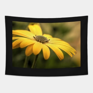 Osteospermum Sunny Asti Tapestry