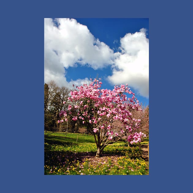 Magnolia Tree Batsford Arboretum Cotswolds UK by AndyEvansPhotos