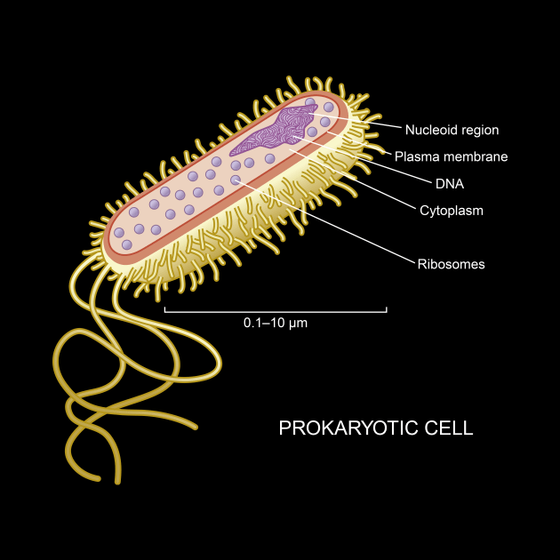 Prokaryotic Cell by Science Design