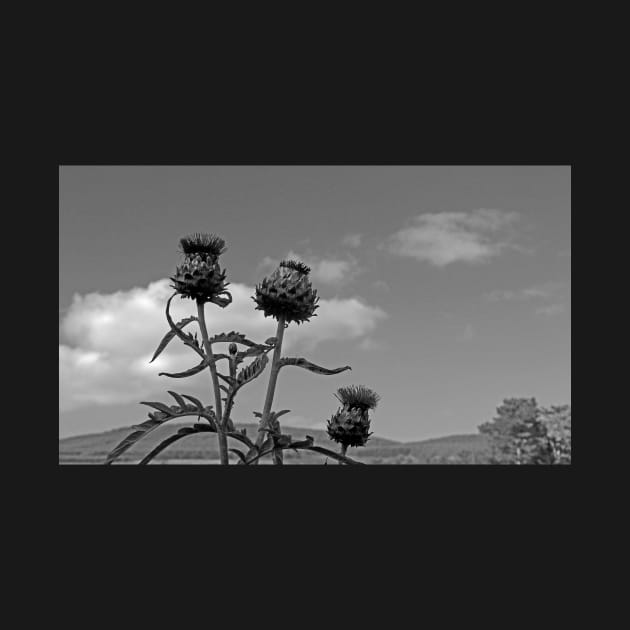 Globe Thistle in Black and White by EileenMcVey