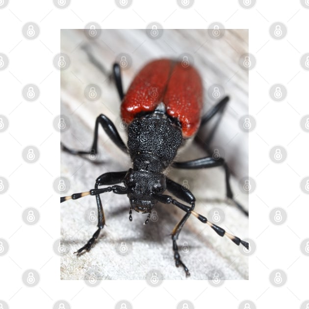 Red-shouldered Pine Borer by SDym Photography