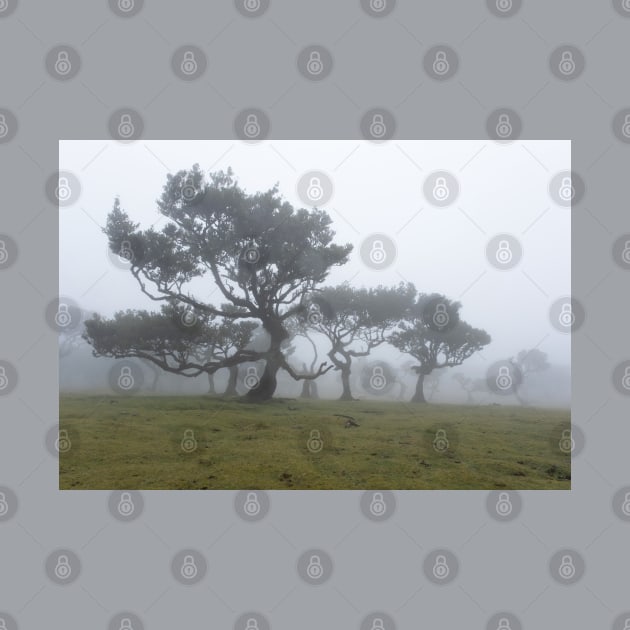 Ancient trees shrouded in fog by nancy.hajjar@yahoo.com