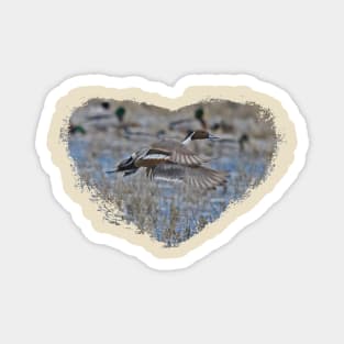 Pintail in a Heart Magnet