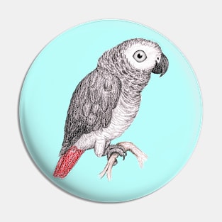 Cute African grey parrot Pin