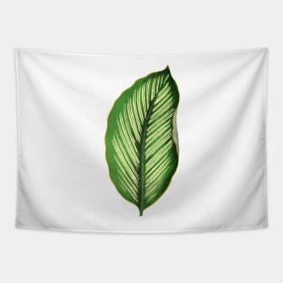 Calathea Ornata Beauty Star - Rothschild Tapestry