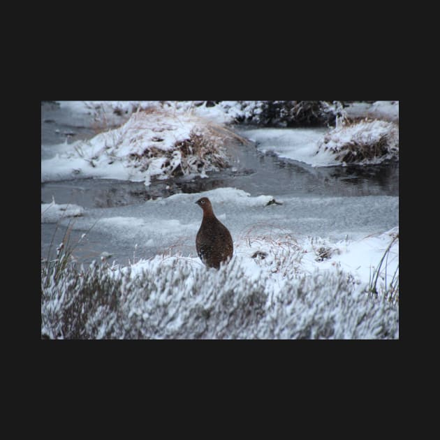 Red grouse in winter by orcadia