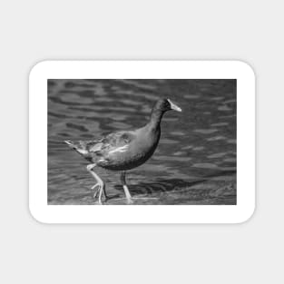 black and white Common gallinule Magnet