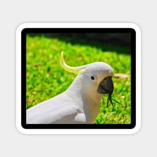 Cockatoo Looking Right at You! Magnet