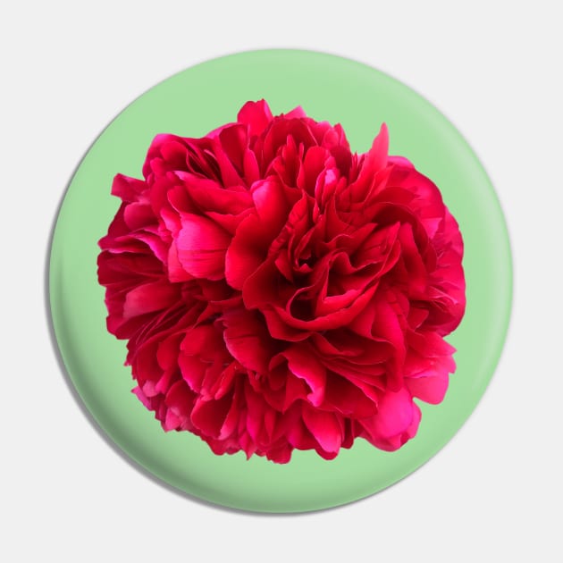 A Red Peony Flower on Mint Green Background Pin by sarahlroozendaal