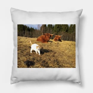 Scottish Highland Cattle Cows and cat 2359 Pillow