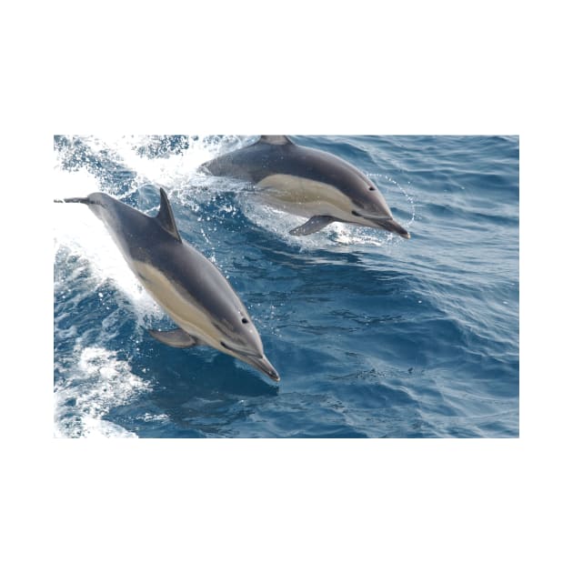 Common Dolphin by Bravuramedia