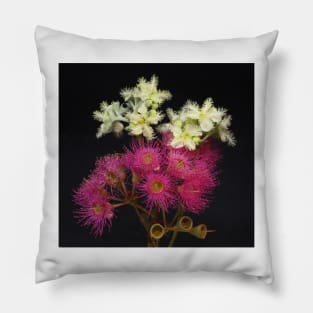 Corymbia Ficifolia with Brushbox Pillow