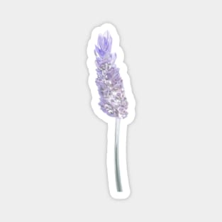 Lavender Flower Illustration Magnet