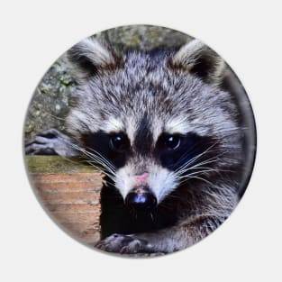 My Raccoon Pin