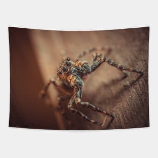 Cute & Curious Jumping Spider Macro Photograph Tapestry