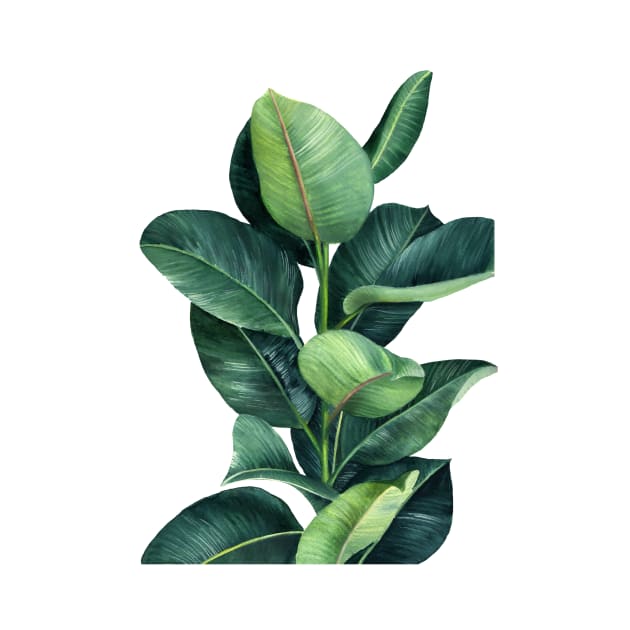 Ficus Plant Illustration by gusstvaraonica