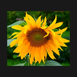 Sunflower flowers photo T-Shirt