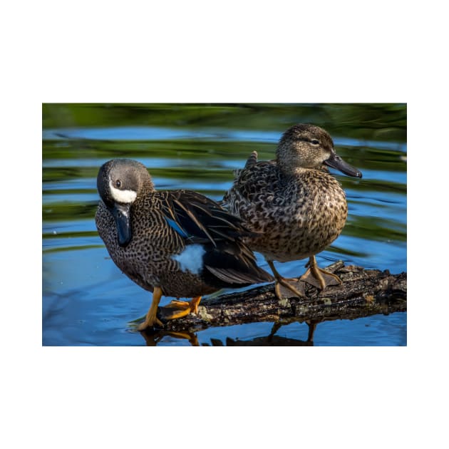 Blue-winged Teal Pair - Dabbling Ducks by Debra Martz